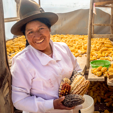 Woman holding corn cobs