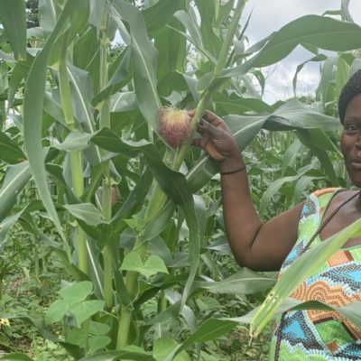 Woman standing among corn plants, Cameroon.