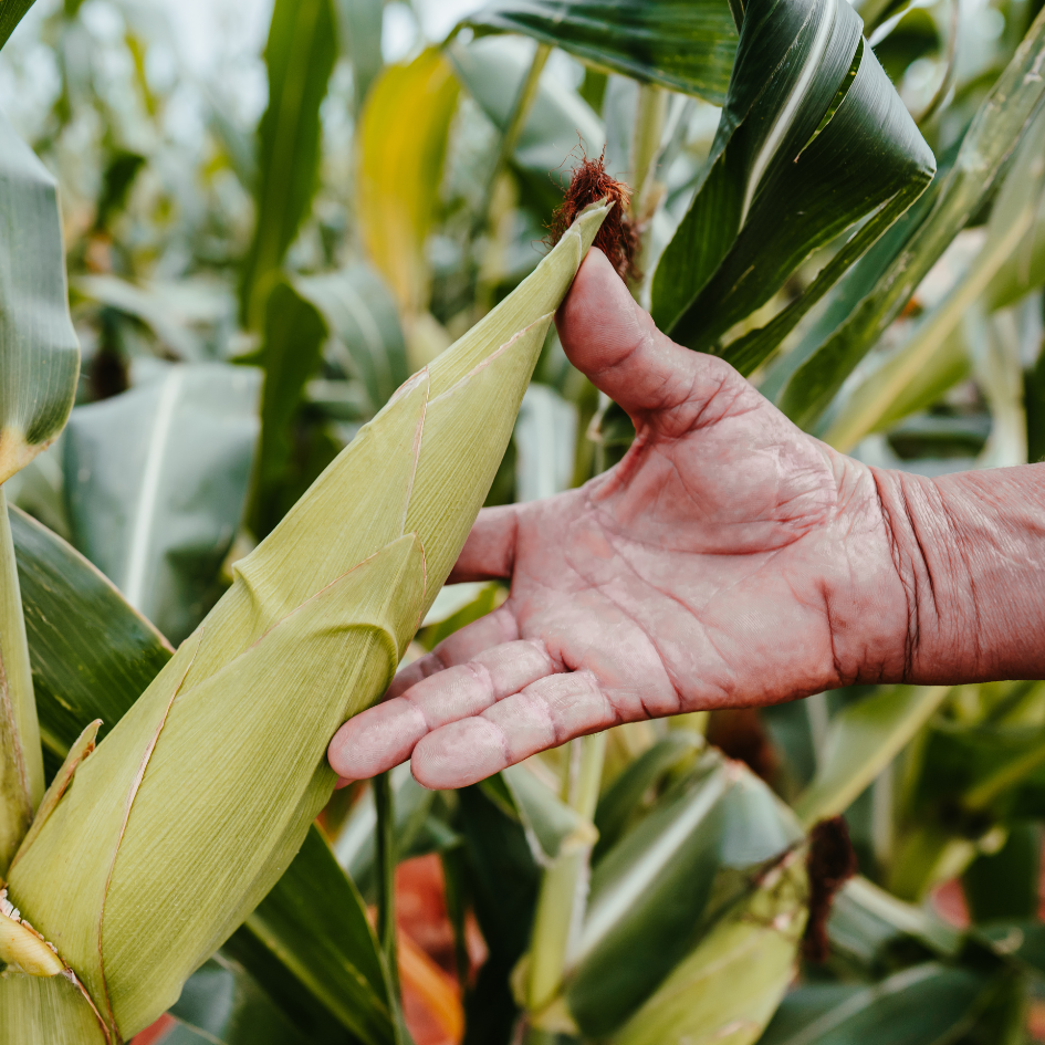 Food security