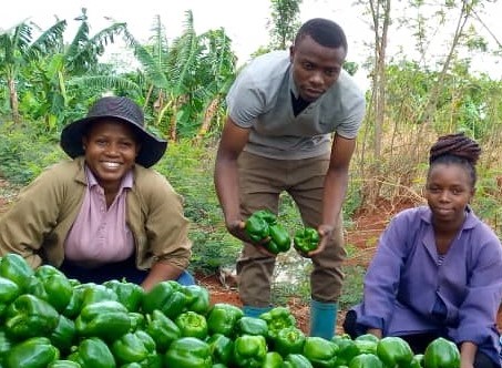 Three volunteers with a harvest of peppers, Tanzania.