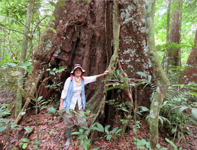 Merle in the forests of Guyana