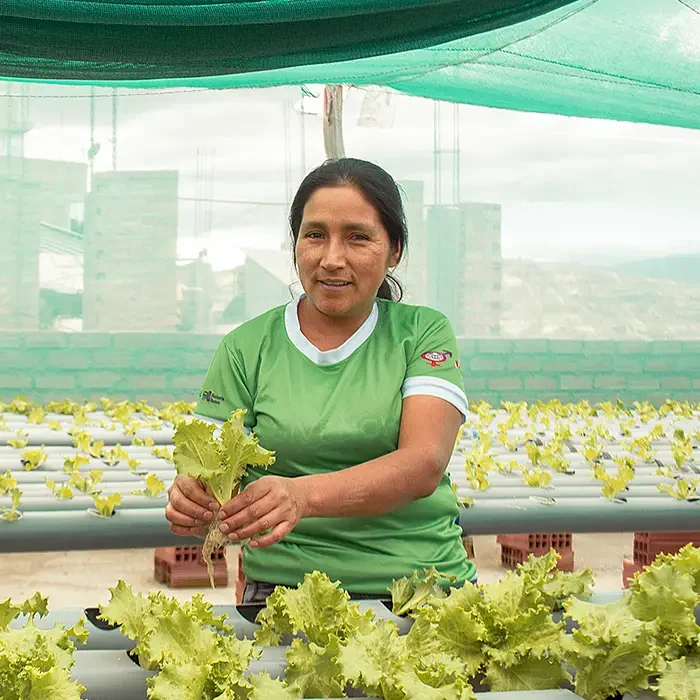 In a greenhouse, a woman in a green shirt holds lettuce amid thriving plants, showcasing Cuso International's work in Peru.