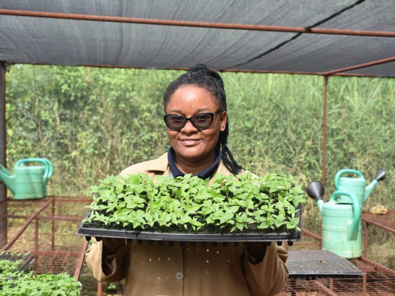 A Black woman with sunglasses holding a tray of crops